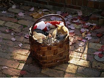 《索尼克赛车：交叉世界》NS2版或采用密钥卡发售